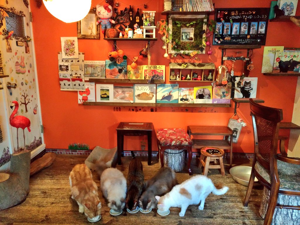 Cat Picture Book & Cafe Nyaon